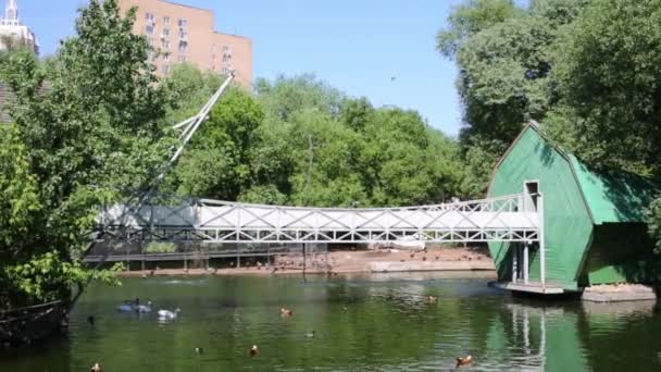 Aves en el estanque en el zoológico en el día de verano — Vídeos de Stock