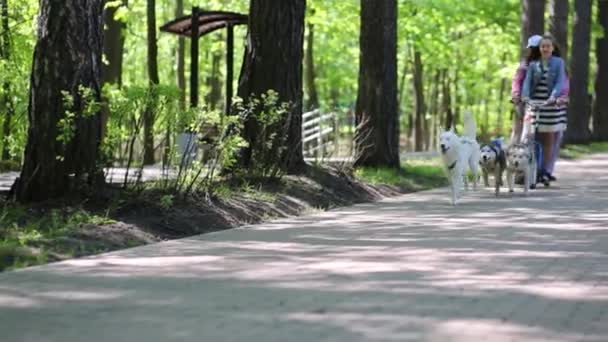 Honden en meisje, man ritje op de scooter — Stockvideo