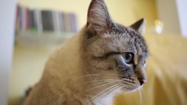 Gato sentado en sillón en la habitación — Vídeos de Stock