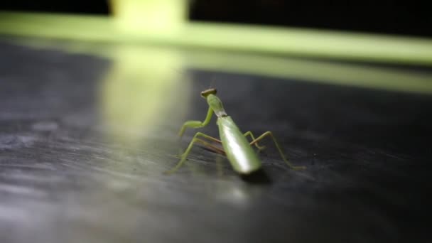 Green praying mantis moving — Stock Video