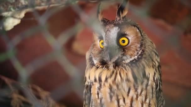 Owl with eyes blinking — Stock Video