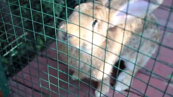 Fluffy rabbit sniffs in green cage — Stock Video