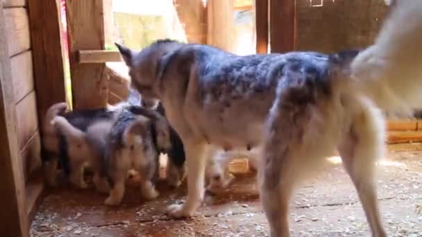 Mamá perro limpia sus siete cachorros — Vídeos de Stock