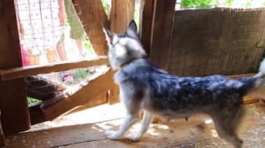 Erkek el yavru besleme 