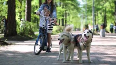 Takım iki köpek ve çocuk kızla 