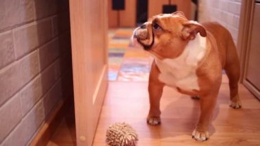 İngilizce bulldog ahşap zemin üzerinde duruyor 