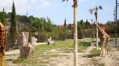 Hayvanat Bahçesi Yalta Ukrayna yürüyüş zürafa 