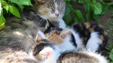 Kedi ile iki yavru kedi çim üzerinde yalan