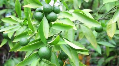 Parlak yeşil limes dalı 