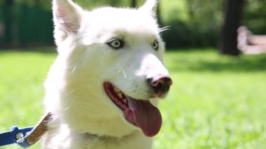 Beyaz köpek tasması husky 