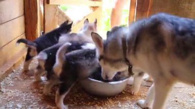 Husky yavru yem yemek 