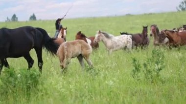 At büyümüş çayır üzerinde çalışan sürüsü