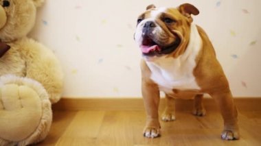 Oyuncak ayı yakınındaki ayakta bulldog