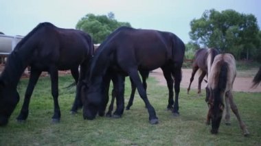 Çayır üzerinde otlatma atlar