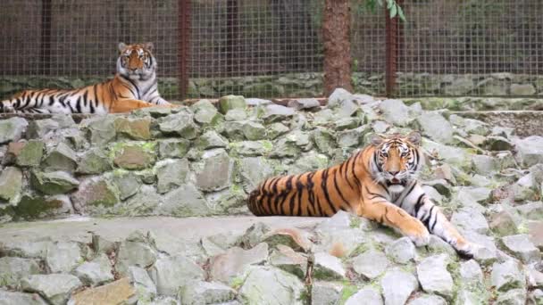 Dos tigres tendidos sobre rocas — Vídeos de Stock