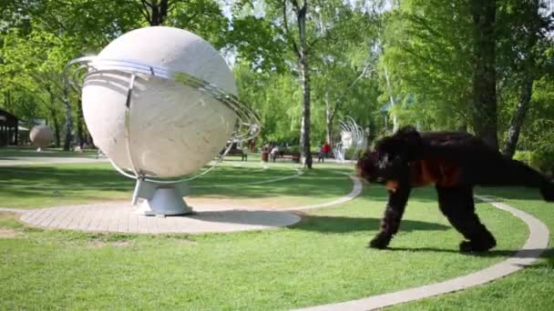 Karhuksi pukeutunut näyttelijä suorittaa kärrynpyörän — kuvapankkivideo