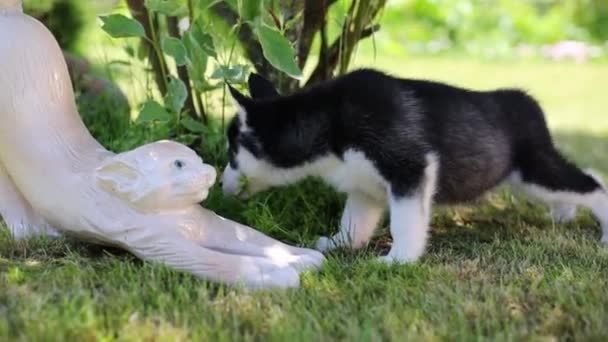 子犬ハスキーはおもちゃの猫を嗅ぎます — ストック動画