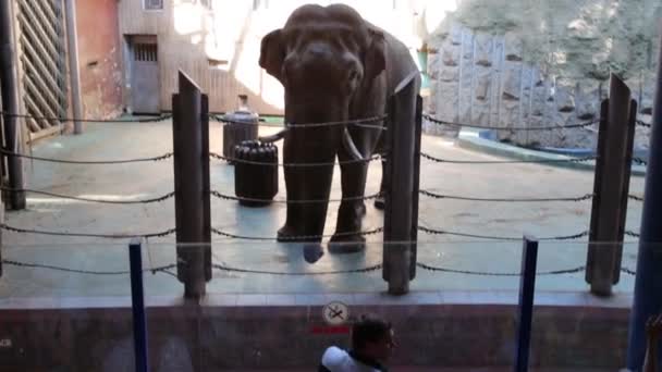 Слон за забором в Московском зоопарке — стоковое видео