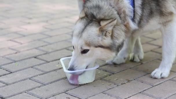 Собака хаски пьет воду — стоковое видео