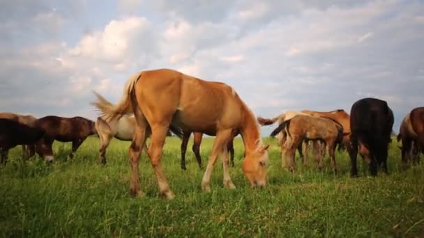 Grande manada de cavalos caminhando — Vídeo de Stock