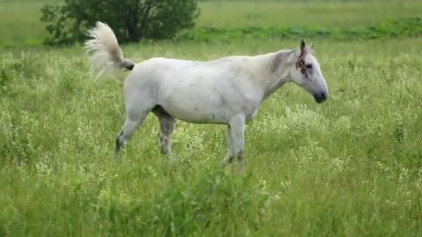 cheval marche sur prairie  