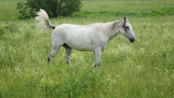 Passeggiata a cavallo sul prato — Video Stock