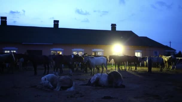 Лошади стоят и лежат на земле — стоковое видео