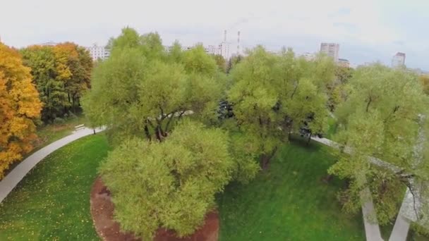 Plantas com folhagem colorida em Lilac Garden — Vídeo de Stock