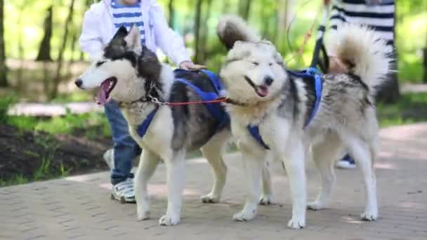 Liten pojke leker med hundar husky — Stockvideo