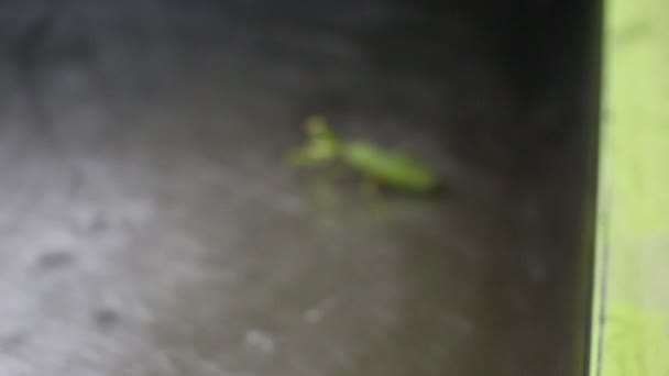 Groene praying mantis — Stockvideo