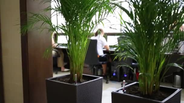 Plantas en macetas y espaldas de mujeres que trabajan en el cargo — Vídeo de stock