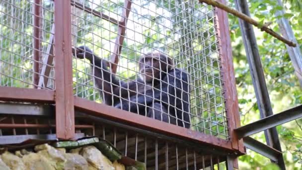 Macaco sentado na gaiola — Vídeo de Stock