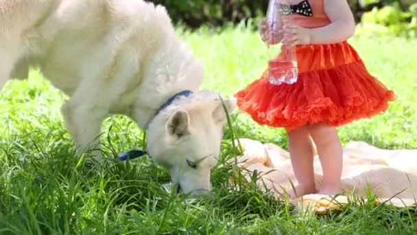 Vit hund husky och liten tjej — Stockvideo