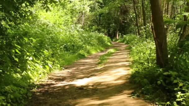 Father with daughter riding bicycle — Stock Video