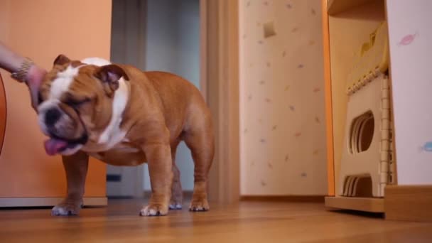 Bulldog inglés se para en el suelo — Vídeo de stock