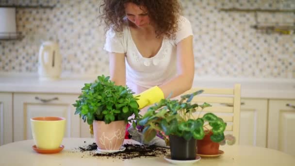 Frau pflanzt Blumen in Töpfe — Stockvideo