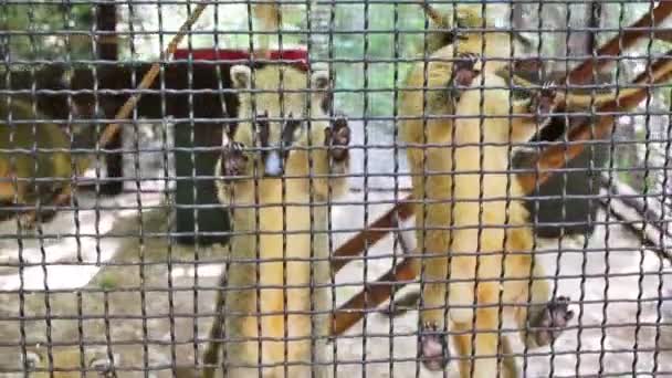 Coatis biorąc trawa zoo Skazka. — Wideo stockowe