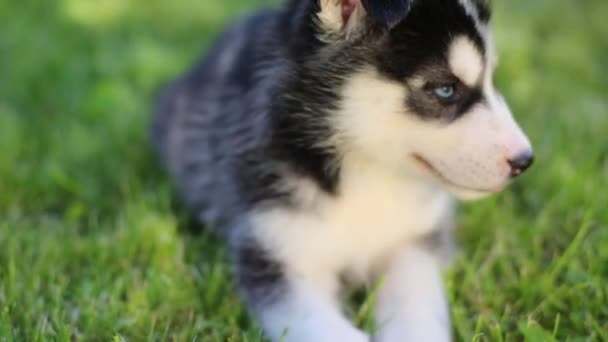 Pequeño cachorro husky mentira — Vídeos de Stock