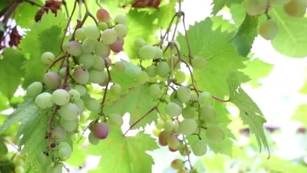 Manojos de uvas inmaduras en los arbustos — Vídeo de stock