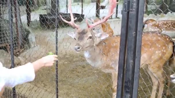 Návštěvník krmení jelenů v zoo Skazka — Stock video