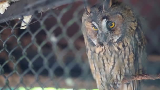One owl with yellow eyes — Stock Video