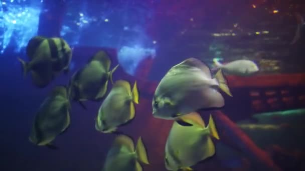 Peixes diferentes nadam perto do navio afundado — Vídeo de Stock