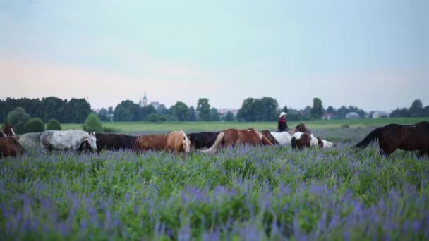 Kowboje pasą się stada koni na łące — Wideo stockowe