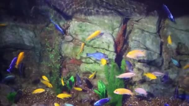 Farbige Fische schwimmen im Wasser — Stockvideo