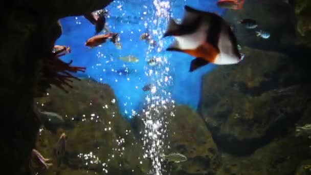 Fishes swim in water with bubbles in aquarium — Stock Video