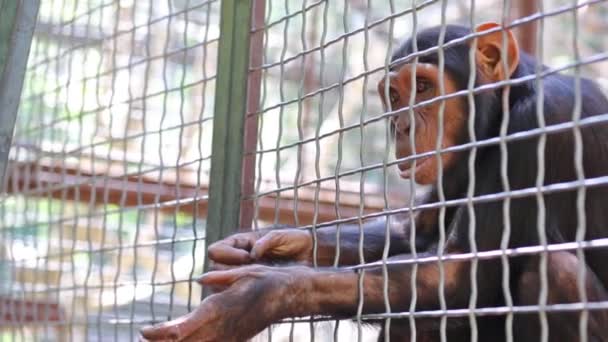 Mono tratando de beber botella de agua — Vídeos de Stock