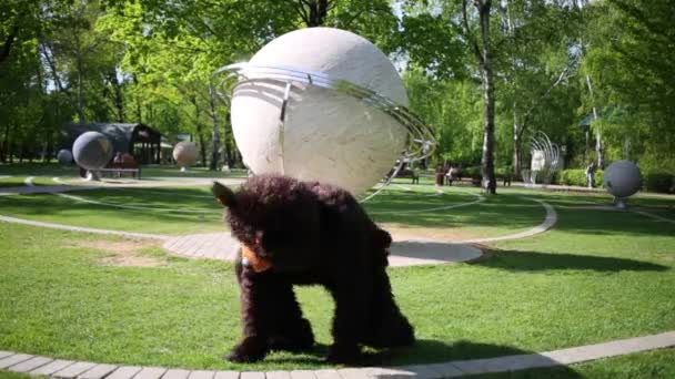 Actor vestido como oso hace torzal — Vídeos de Stock