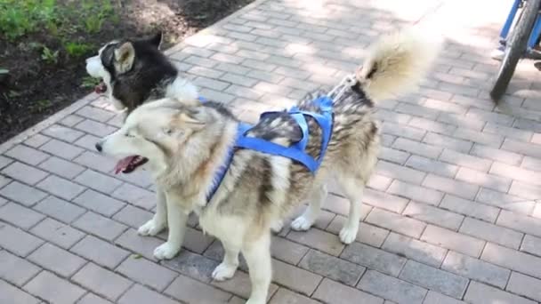 Honden en meisje met jongen op de scooter — Stockvideo