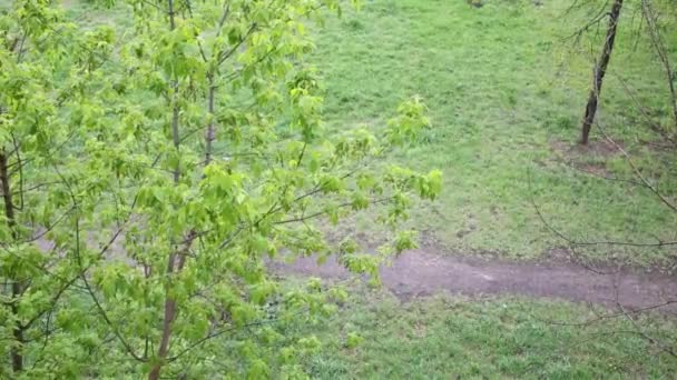 Falling snow on green trees — Stock Video