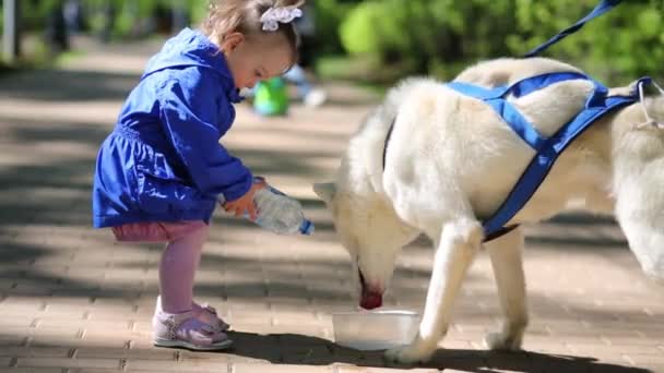 Dog husky drinks water — Stock Video